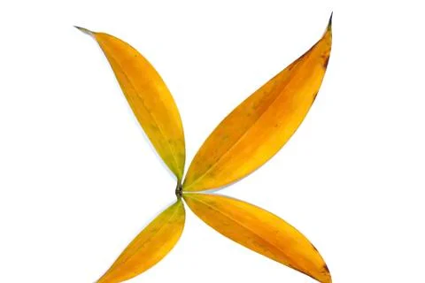 Leaf isolated on white background Stock Photos