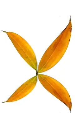 Leaf isolated on white background Stock Photos