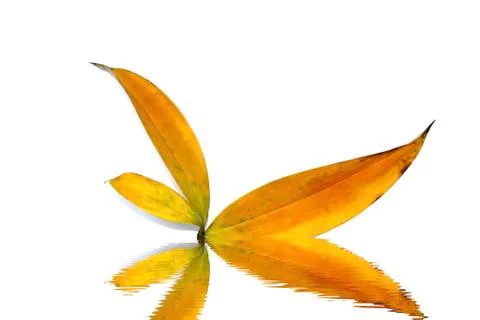 Leaf isolated on white background Stock Photos