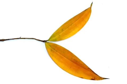 Leaf isolated on white background Stock Photos