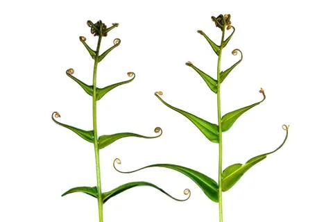 Leaf isolated on white background Stock Photos