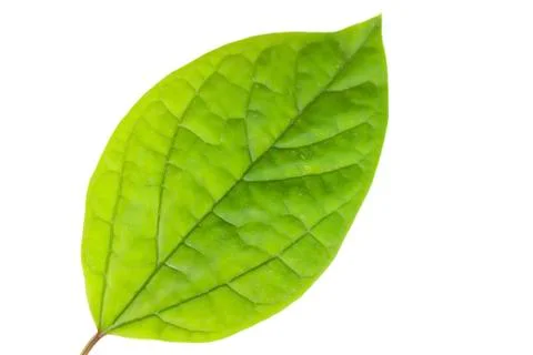 Leaf isolated on white background Stock Photos