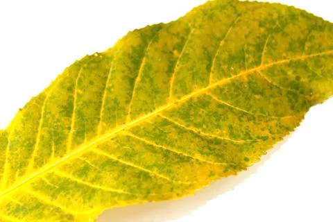 Leaf isolated on white background Stock Photos