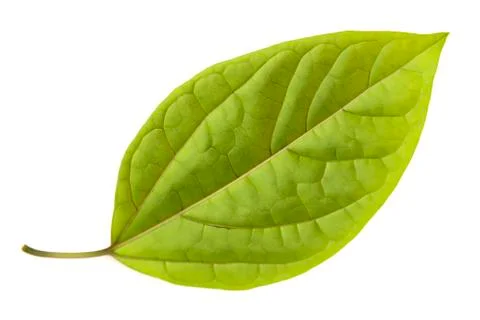 Leaf isolated on white background Stock Photos