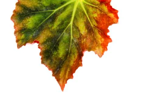 Leaf isolated on white background Stock Photos