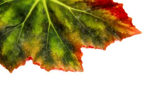 Leaf isolated on white background Stock Photos