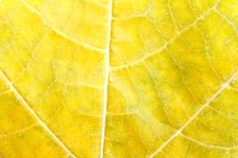 Leaf isolated on white background Stock Photos