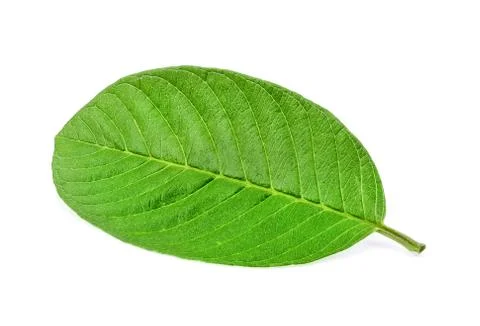 Leaf isolated on a white background Stock Photos