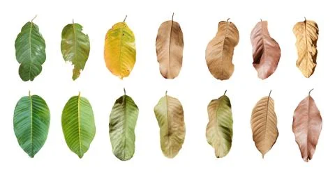 Leaf isolated on white background. Stock Photos