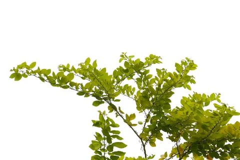 Leaf isolated on white background Stock Photos