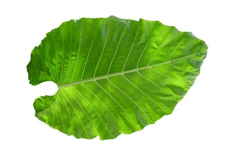 Leaf  isolated on white background. Stock Photos