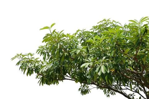 Leaf isolated on white background.. Foto stock