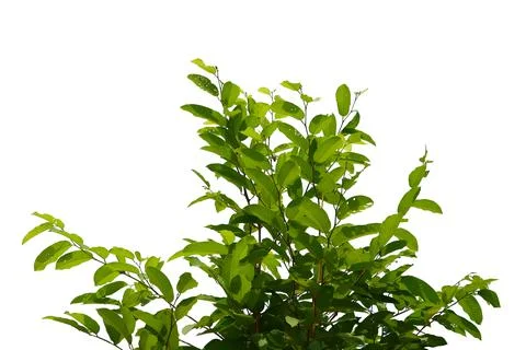 Leaf isolated on white background.. Stock Photos