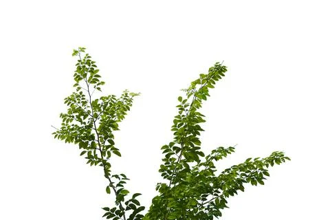 Leaf isolated on white background.. Stock Photos