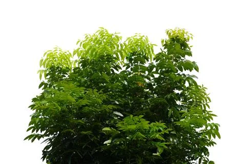 Leaf isolated on white background.. Stock Photos