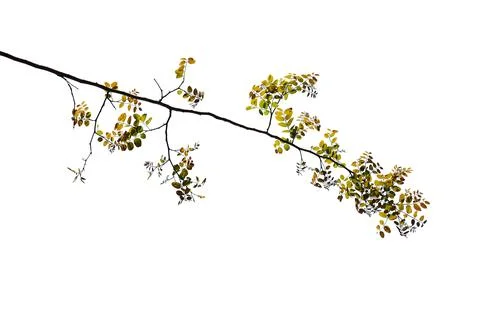 Leaf isolated on white background. Stock-Fotos