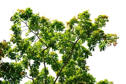 Leaf isolated on white background. Foto stock