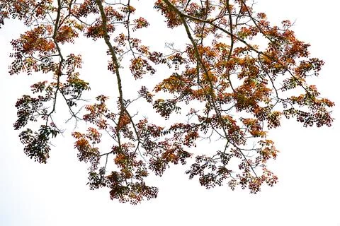 Leaf isolated on white background. Stock Photos