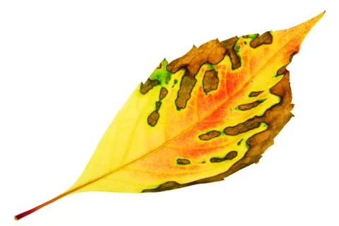 Leaf isolated on the white Stock Photos