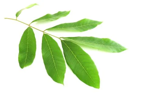 Leaf isolated on white Foto stock