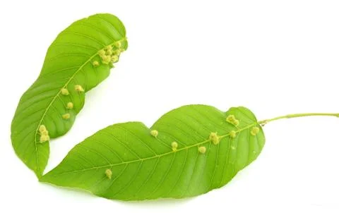 Leaf isolated on white Stock Photos