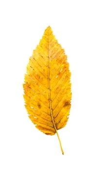 Leaf isolated on white Stock Photos
