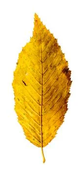 Leaf isolated on white Stock Photos