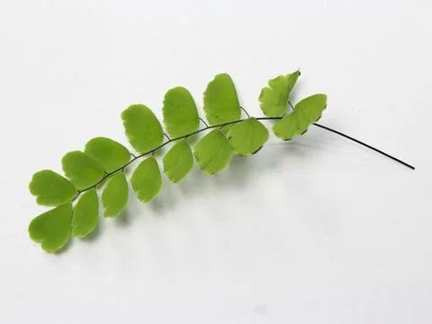 Leaf isolated on white Stock Photos