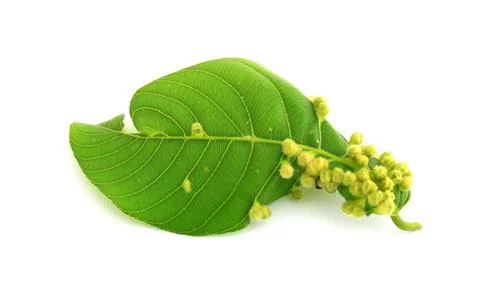Leaf Isolated On White Stock Photos