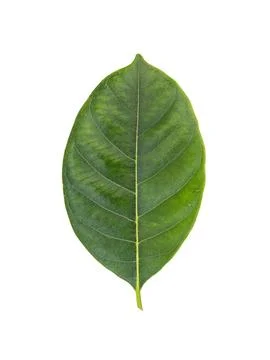 A leaf of jackfruit on a white background with clipping path. Stock Photos