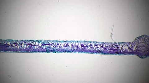 Leaf of Jasminum nudiflorum T.S. under microscope 40x against bright field Stock Footage 211225463