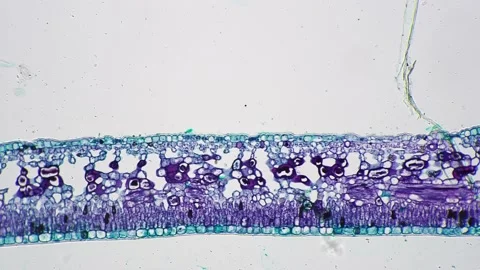 Leaf of Jasminum nudiflorum T.S. under microscope 100x against bright field Stock Footage 211502395