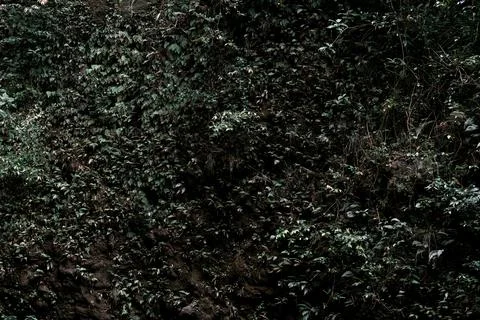 Leaf jungle pattern .Ivy wall. Stock Photos