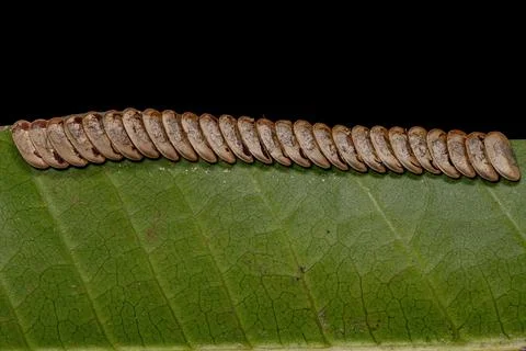Leaf Katydid hatched Eggs Stock Photos