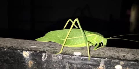 Leaf Katydid Insect Close-Up – Green Bush Cricket Camouflage Like Leaf Video stock 321825886