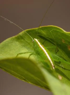 Leaf Katydid Nymph Stock Photos
