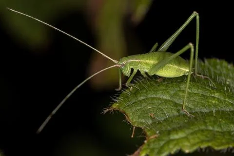 Leaf Katydid Nymph Stock Photos