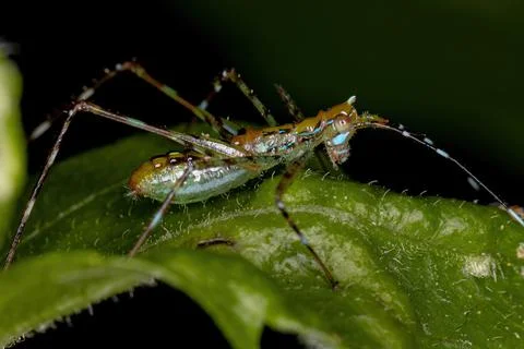 Leaf Katydid Nymph Stock Photos