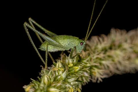 Leaf Katydid Nymph Foto stock