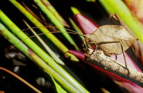 Leaf Katydid Foto stock