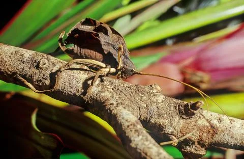 Leaf Katydid Stock Photos