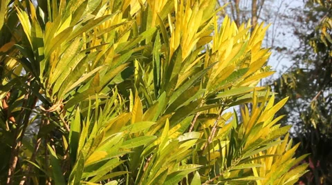 Leaf of kroton tree movement 動画素材 35297932