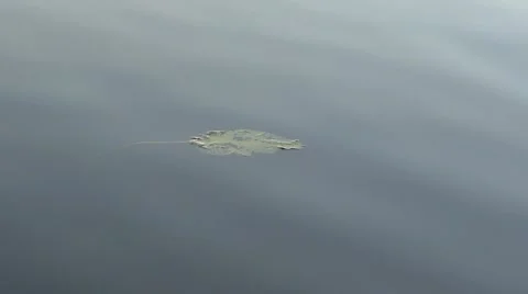 Leaf on a lake Stock Footage 10687125