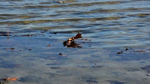 Leaf on a lake Stock Footage 10849938