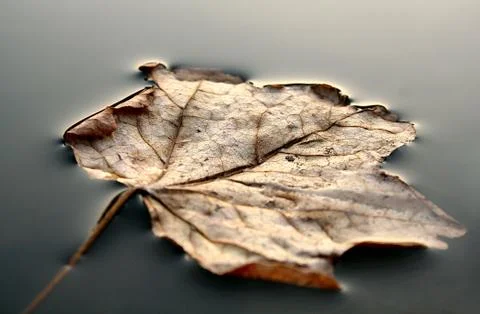 Leaf in lake Foto stock