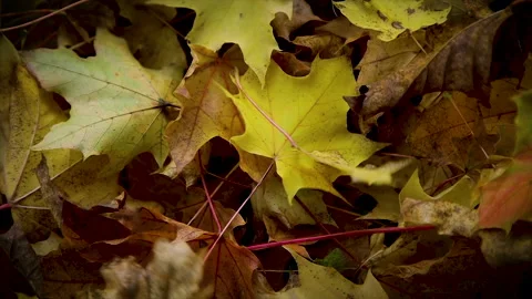 Leaf lands on beautiful bed of fall leaves in slow motion 動画素材 141804664