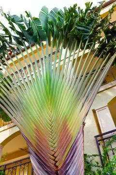 Leaf of a large fan palm tree Stock Photos