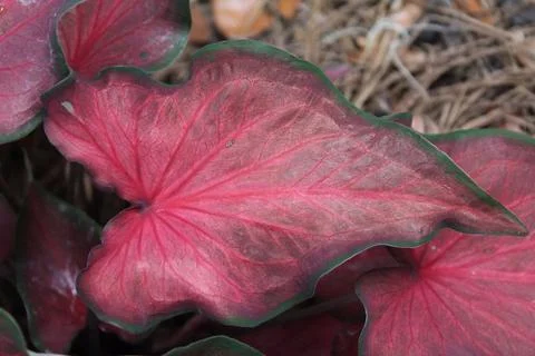 Leaf of a Large Red Caladium Plant Stock-Fotos