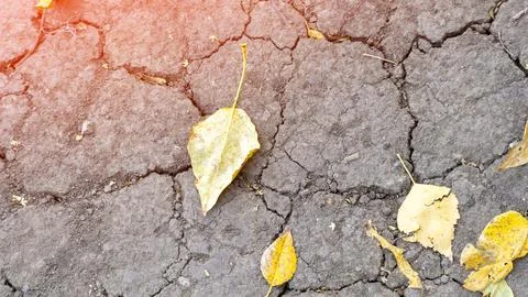 A leaf is laying on a cracked concrete surface Stock Photos