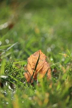 A leaf is laying on the grass in the sun Foto stock